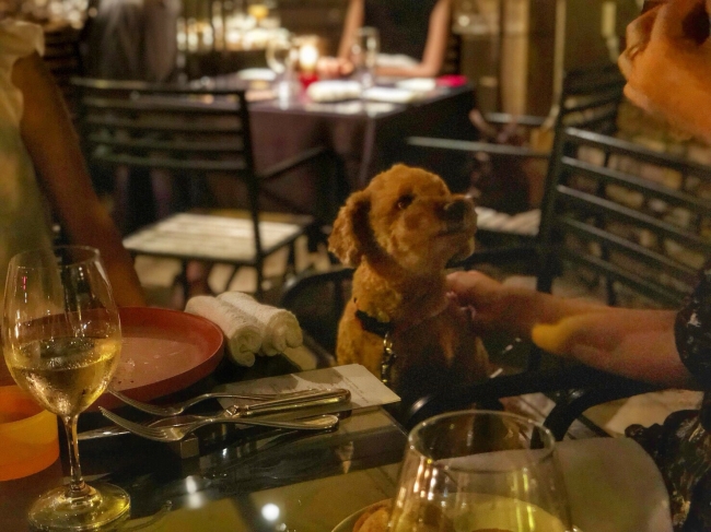 BISTRO FAVORI ワンちゃん